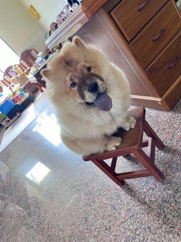 鬆獅犬 - 鬆獅犬