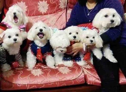 高 - 家裡的狗狗們