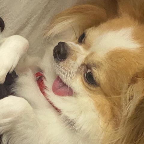 小菊