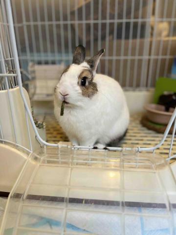 Ellen's pet care 到府寵物保姆 - 正在快樂啃牧草條的凱文 Ellen's pet care 到府寵物保姆 - 正在快樂啃牧草條的凱文