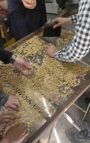 暮光咖啡 專業咖啡培訓 - 生豆挑選實作 暮光咖啡 專業咖啡培訓 - 生豆挑選實作