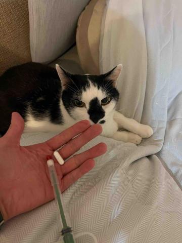 Ellen's pet care 到府寵物保姆 - 超級乖巧的朵咪 Ellen's pet care 到府寵物保姆 - 超級乖巧的朵咪