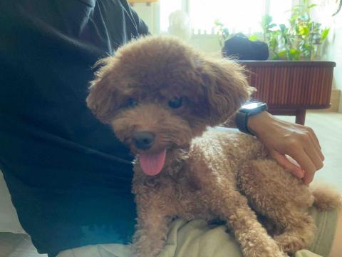 Ellen's pet care 到府寵物保姆 - 可愛的跳跳 Ellen's pet care 到府寵物保姆 - 可愛的跳跳