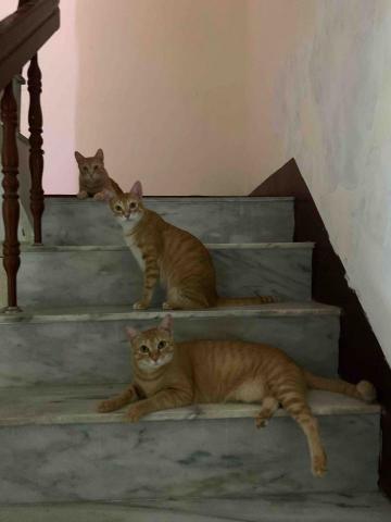 朱芮祁 - 家有三橘