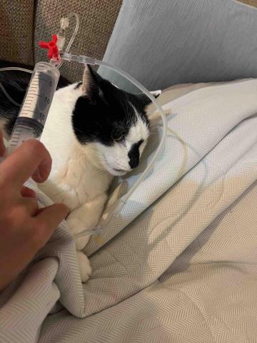 Ellen's pet care 到府寵物保姆 - 舒服的躺著打皮下點滴 Ellen's pet care 到府寵物保姆 - 舒服的躺著打皮下點滴