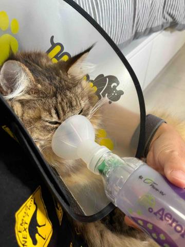 Ellen's pet care 到府寵物保姆 - 吸氣喘藥的霏霏 Ellen's pet care 到府寵物保姆 - 吸氣喘藥的霏霏