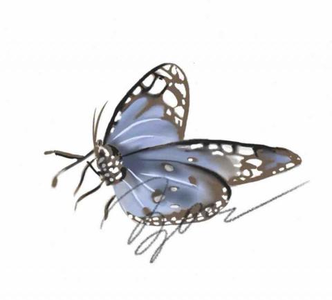 鄭柔兒 - 電繪-蝴蝶