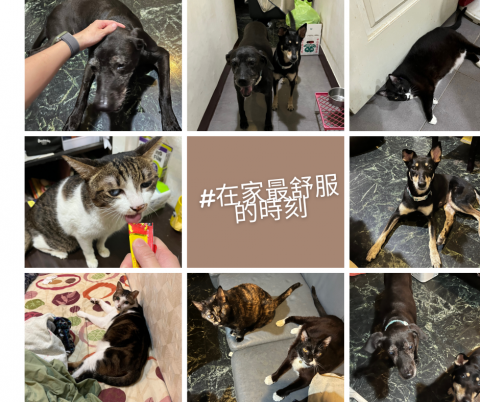 Ellen's pet care 到府寵物保姆 -  Ellen's pet care 到府寵物保姆 -