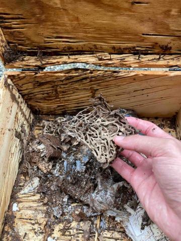 慶旺興業有限公司 - 白蟻巢穴 慶旺興業有限公司 - 白蟻巢穴