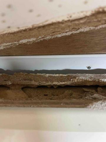 慶旺興業有限公司 - 天花板夾層白蟻入侵 慶旺興業有限公司 - 天花板夾層白蟻入侵