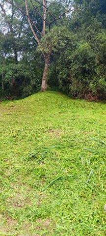 提供除草服務的專家余齊堂