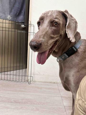 四腳掌櫃｜寵物保姆Amy&Andy - 大狗勾也沒問題