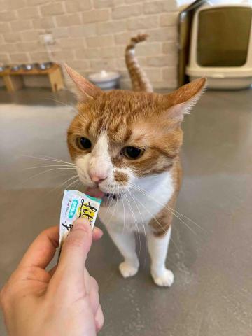 Renee 小妍-三峽專業寵物保姆 - 