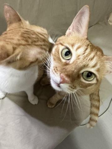 你的毛孩鏟屎官小茜已上線！🐟餵食👩🏼&zwj;🍼陪伴🏠居家照顧 - 到府服務拍攝可愛照片