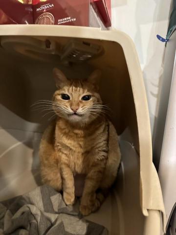 你的毛孩鏟屎官小茜已上線！🐟餵食👩🏼&zwj;🍼陪伴🏠居家照顧 - 到府服務拍攝可愛照片