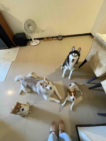 Renee 小妍-三峽專業寵物保姆 - 