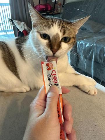 你的毛孩鏟屎官小茜已上線！🐟餵食👩🏼&zwj;🍼陪伴🏠居家照顧 - 餵零食