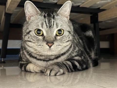 你的毛孩鏟屎官小茜已上線！🐟餵食👩🏼&zwj;🍼陪伴🏠居家照顧 - 到府服務拍攝可愛照片