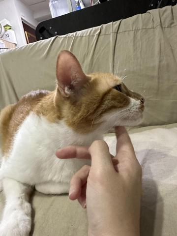 你的毛孩鏟屎官小茜已上線！🐟餵食👩🏼&zwj;🍼陪伴🏠居家照顧 - 到府陪伴