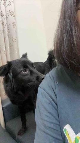 四腳掌櫃｜寵物保姆Amy&Andy - 給足安全空間，選擇權交給寶貝，讓寶貝自己來聞嗅