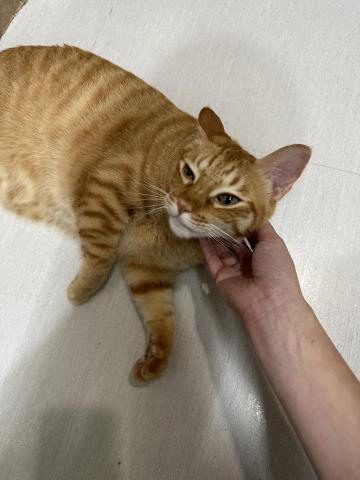 你的毛孩鏟屎官小茜已上線！🐟餵食👩🏼&zwj;🍼陪伴🏠居家照顧 - 到府陪伴