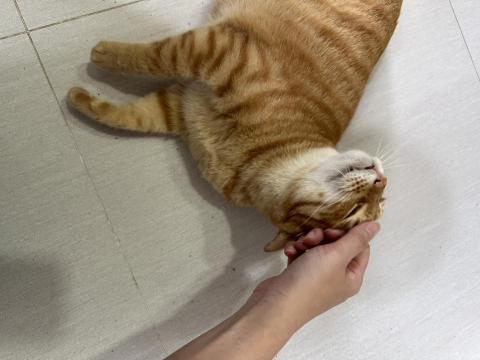 你的毛孩鏟屎官小茜已上線！🐟餵食👩🏼&zwj;🍼陪伴🏠居家照顧 - 到府陪伴