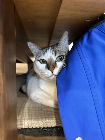 你的毛孩鏟屎官小茜已上線！🐟餵食👩🏼&zwj;🍼陪伴🏠居家照顧 - 到府服務拍攝可愛照片