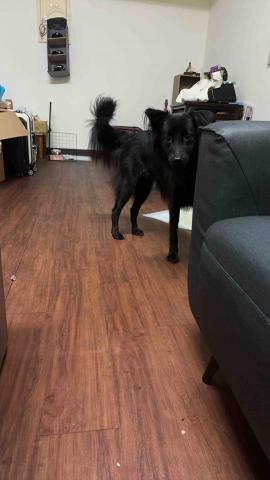 四腳掌櫃｜寵物保姆Amy&Andy - 敏感犬照顧，不主動不追逐