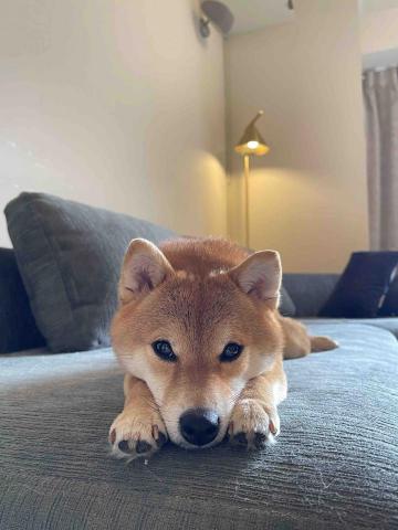 Renee 小妍-三峽專業寵物保姆 - 