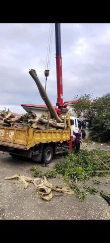 新竹鋸樹，除草，割草 - 校園或住家
樹木修剪矮化