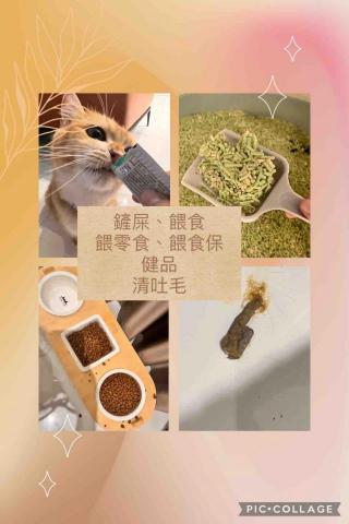 六隻貓寵物保姆/到府照顧/遛狗/到府洗澡|kol部落客|Yu -  六隻貓寵物保姆/到府照顧/遛狗/到府洗澡|kol部落客|Yu -