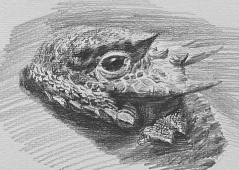 林峻賢 - 鉛筆動物