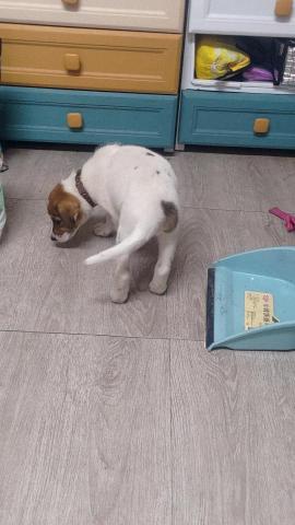 小毛頭寵物保母 - 