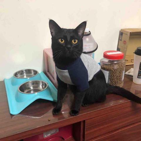 提供保母服務的專家寵物保母