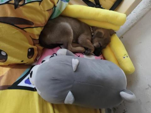 小毛頭寵物保母 - 