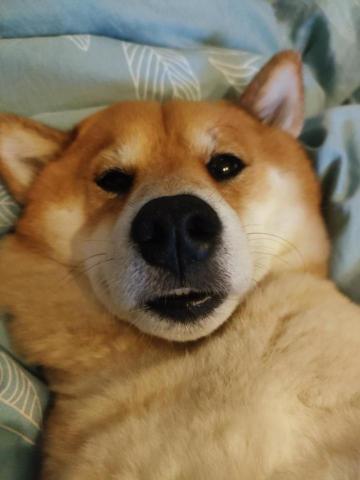 貝瑞愛散步 - 呆呆貝瑞