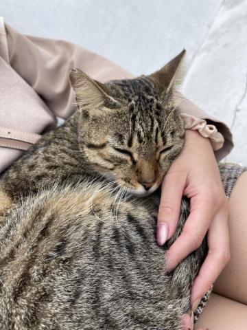 貝瑞愛散步 - 路邊的貓貓