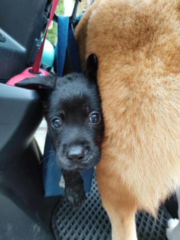 貝瑞愛散步 - 水溝撿到的小黑