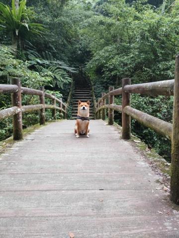 貝瑞愛散步 - 爬山的貝瑞