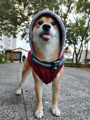 貝瑞愛散步 - 吐舌頭的貝瑞