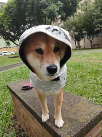 貝瑞愛散步 - 毛毛雨穿雨衣的貝瑞