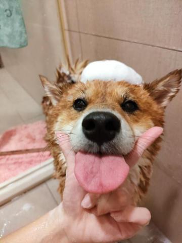 貝瑞愛散步 - 洗澡的貝瑞