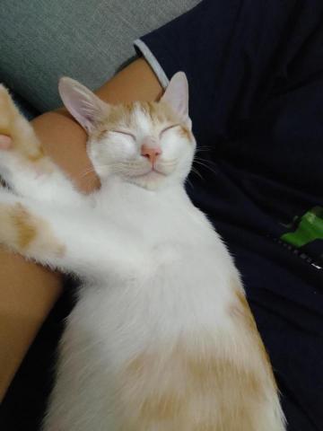 提供指甲光療機服務的專家家樂事寵物