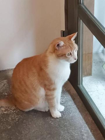 提供插畫師服務的專家楊佳容