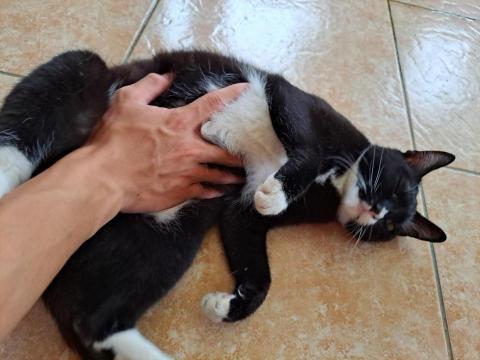 寵物伴侶_貓之助 - 信任感十足的翻肚