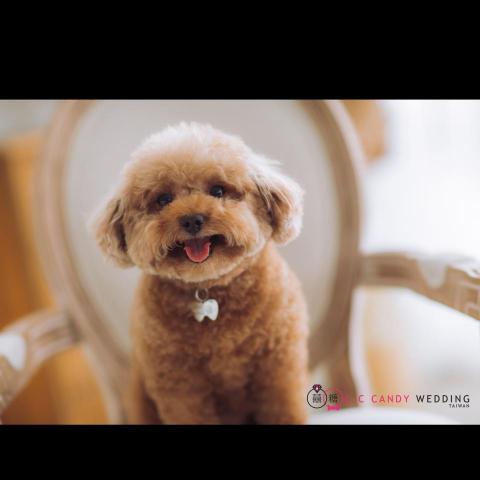 新竹囍糖婚紗-孕婦及新生兒拍照 - 寵物攝影/毛小孩