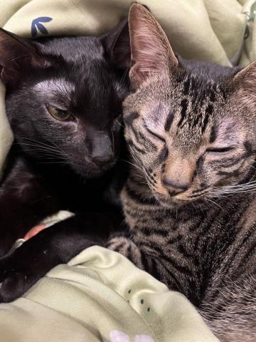 程詩怡 - 我的貓咪