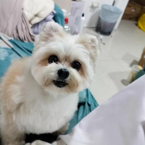 賴詠晴 - 頭小剪圓