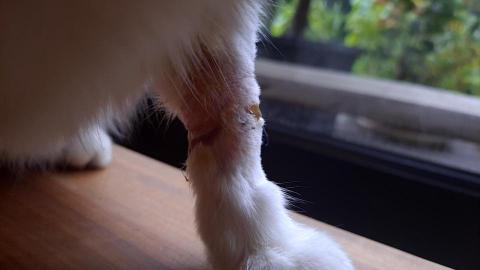 寵物伴侶_貓之助 - 動物傷口護理