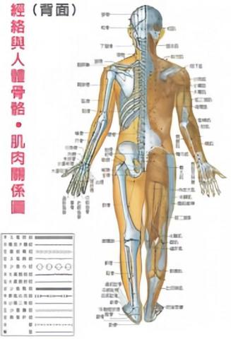 運動按摩/傳統整復 - 背部筋絡圖